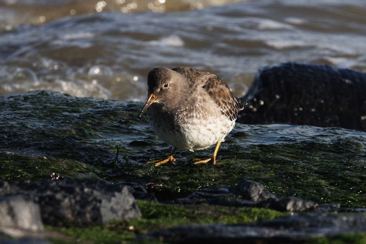 Purple Sandpiper - ML645789234