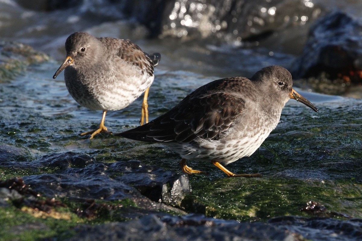 Purple Sandpiper - ML645789236
