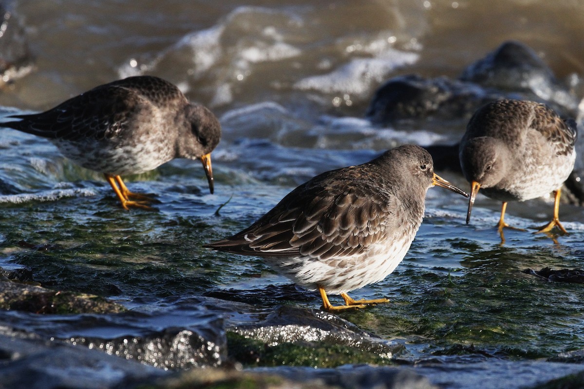 Purple Sandpiper - ML645789237