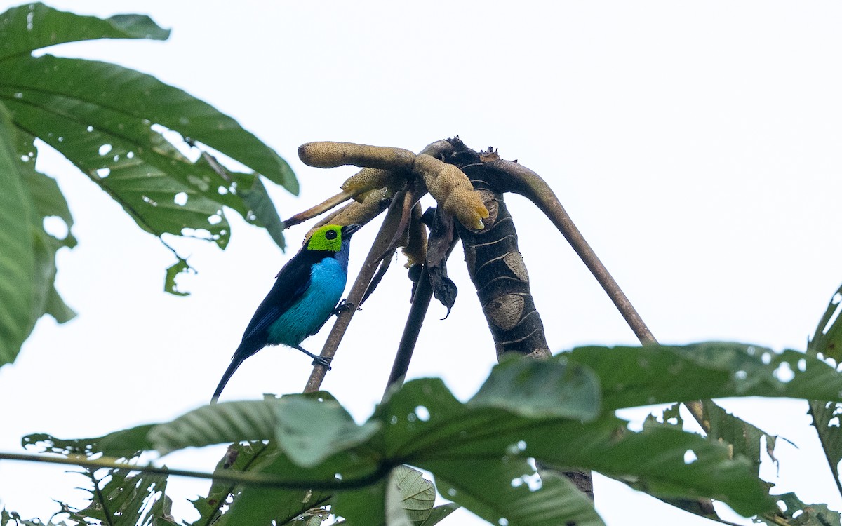 Siebenfarbentangare - ML645789243