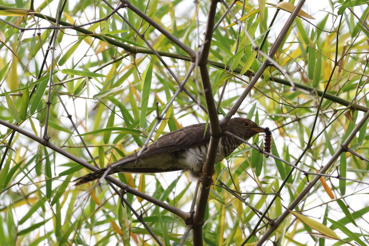 ホトトギス - ML645789244