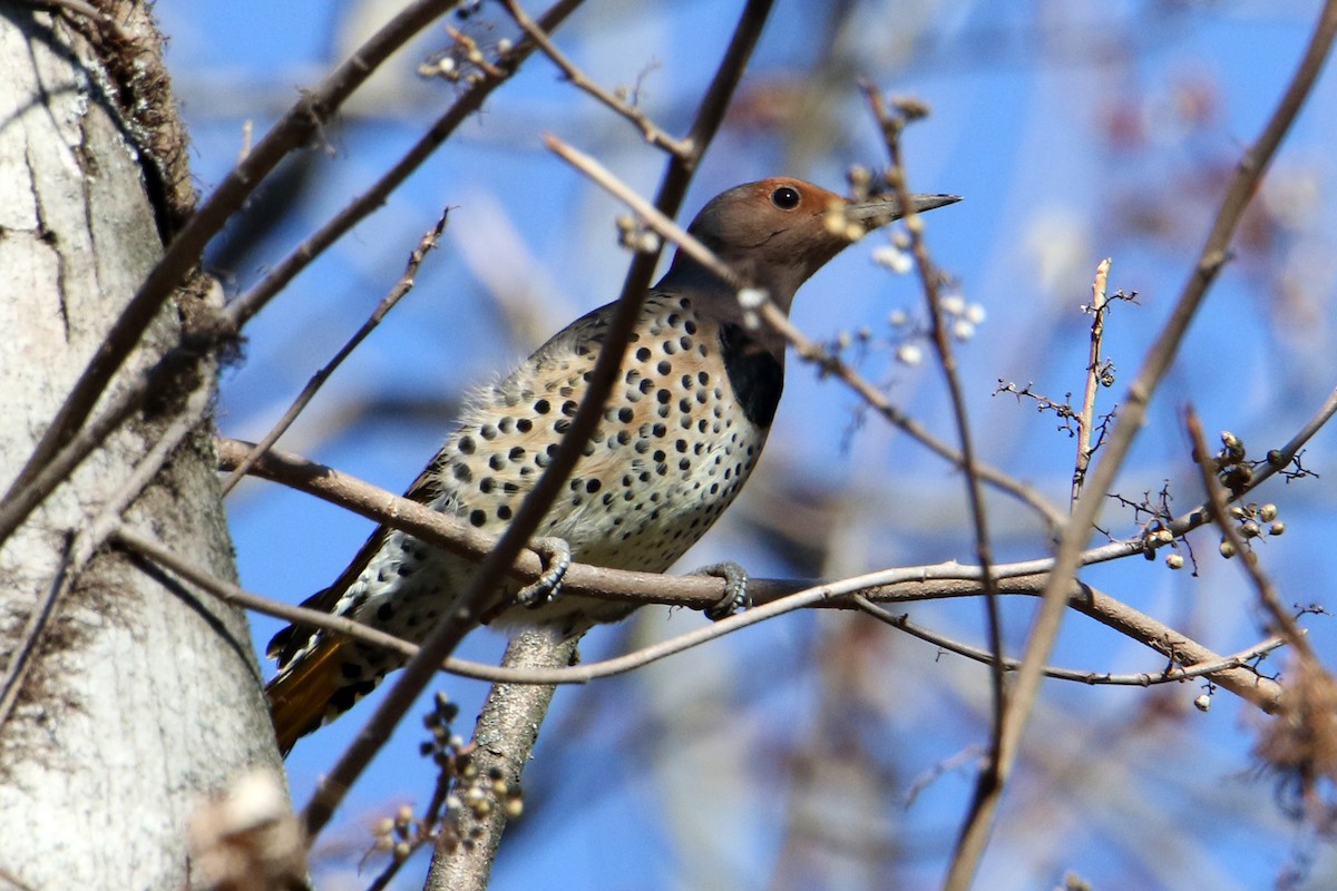 datel zlatý - ML645789248