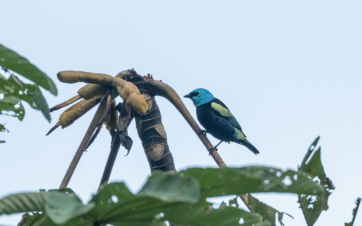 Blue-necked Tanager - ML645789250