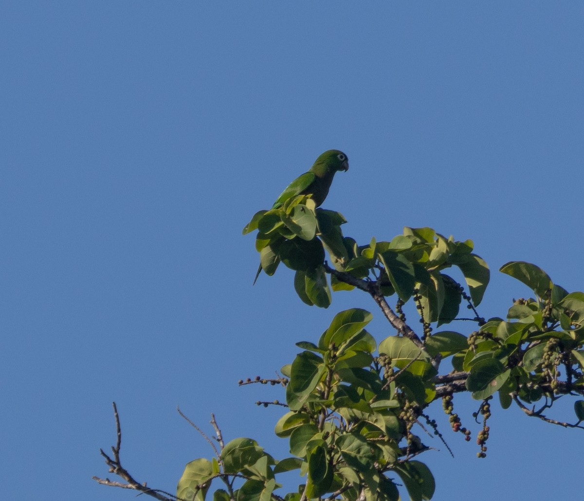 Olive-throated Parakeet - ML645789251