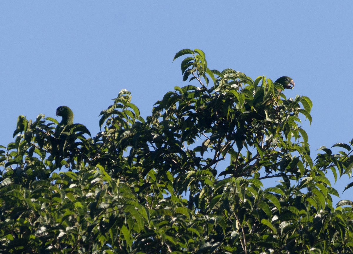 Olive-throated Parakeet - ML645789252