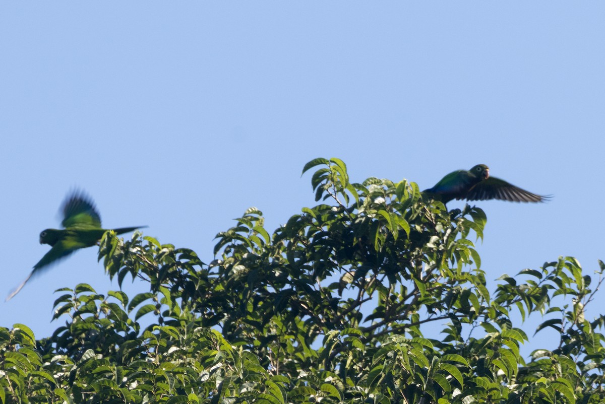 Olive-throated Parakeet - ML645789253