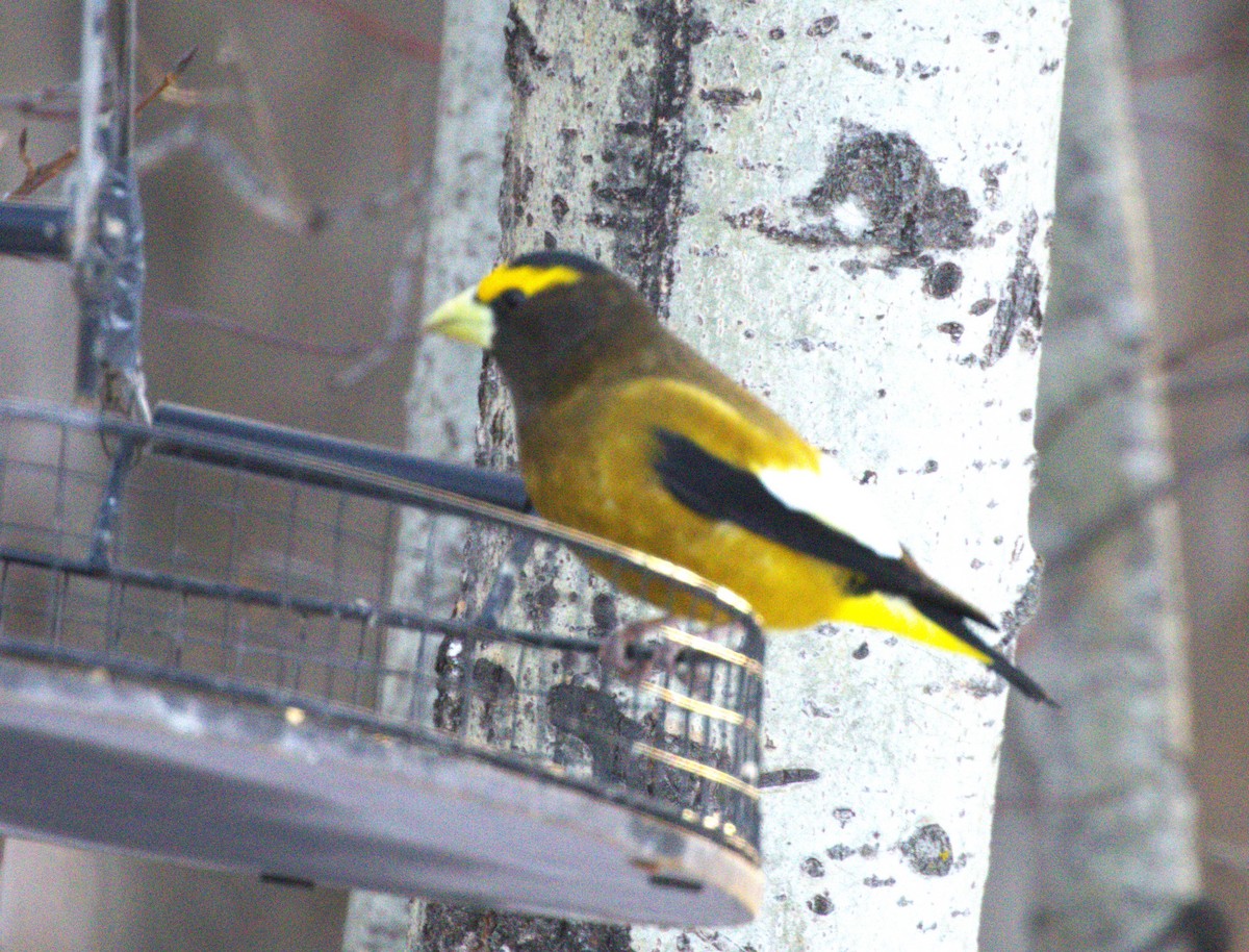 Evening Grosbeak - ML645789264