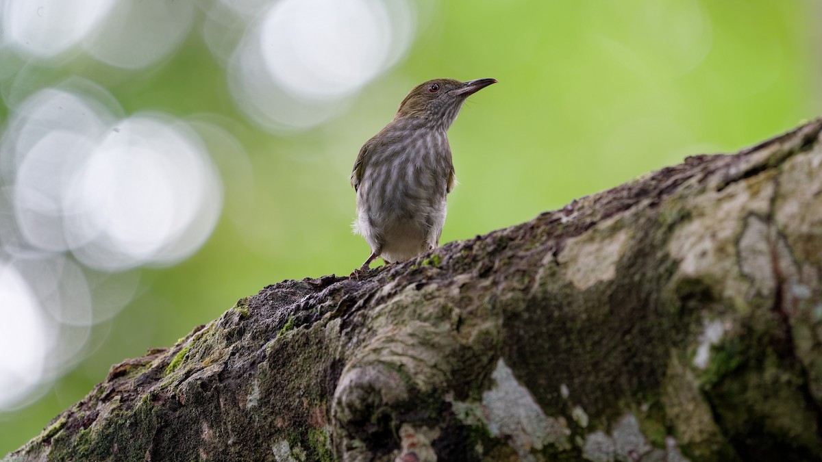 Streaked Bulbul - ML645789276