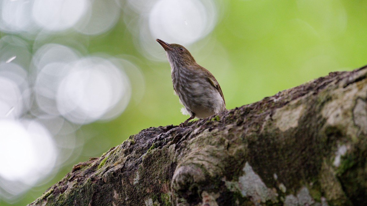 Streaked Bulbul - ML645789277