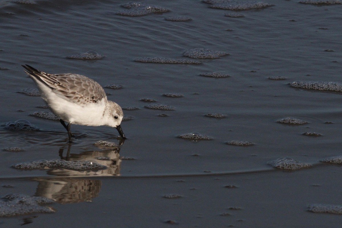 Sanderling - ML645789278