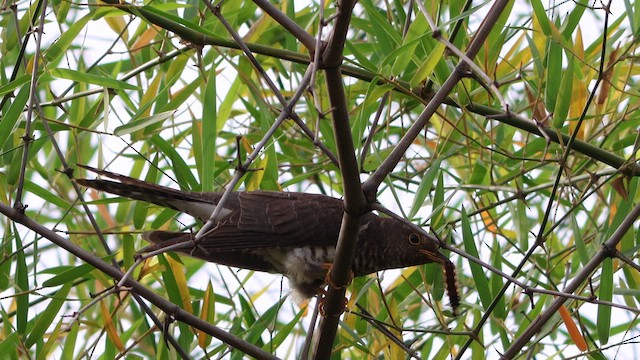 ホトトギス - ML645789280