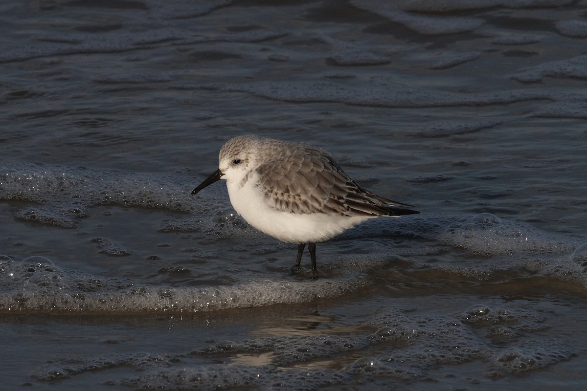 Sanderling - ML645789281