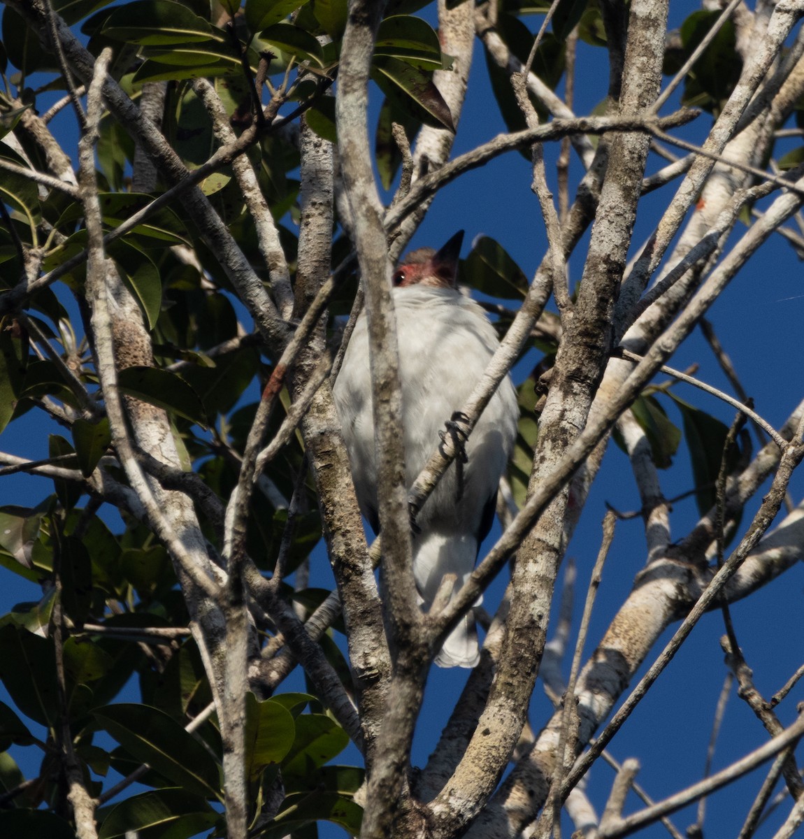 Masked Tityra - ML645789282