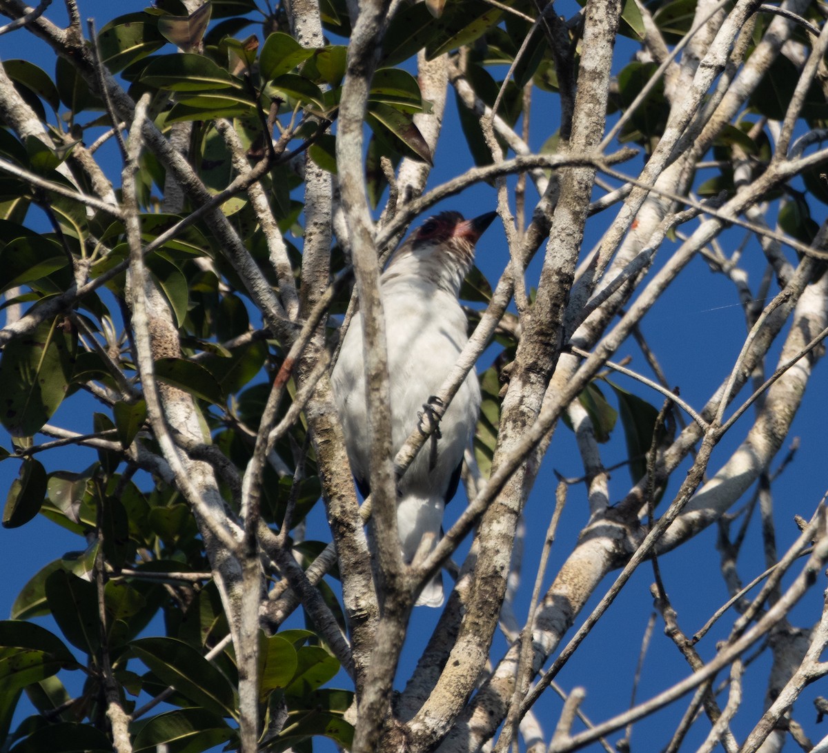 Masked Tityra - ML645789283