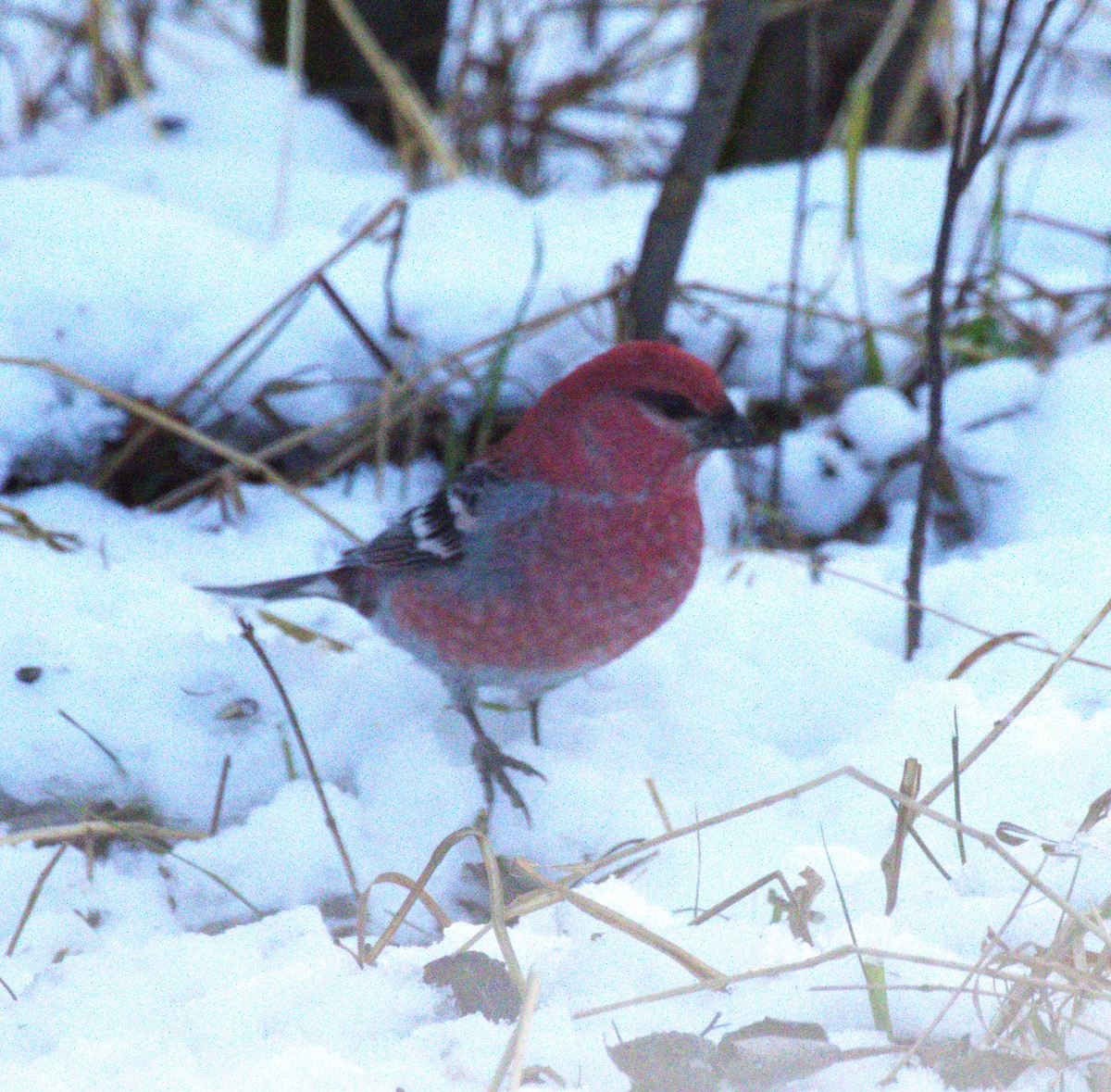 Pine Grosbeak - ML645789293