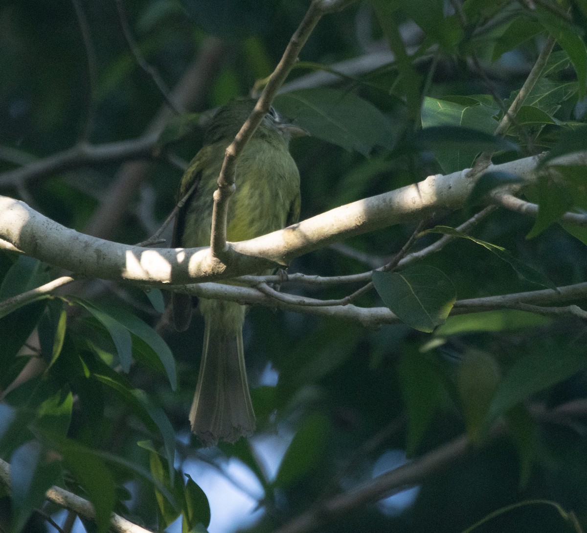 Eye-ringed Flatbill - ML645789295