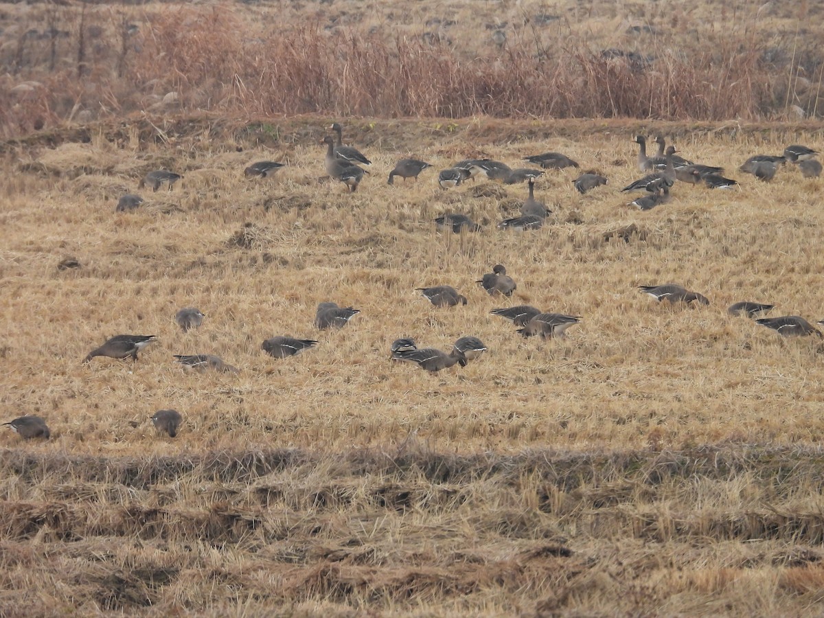 Greater White-fronted Goose - ML645789297