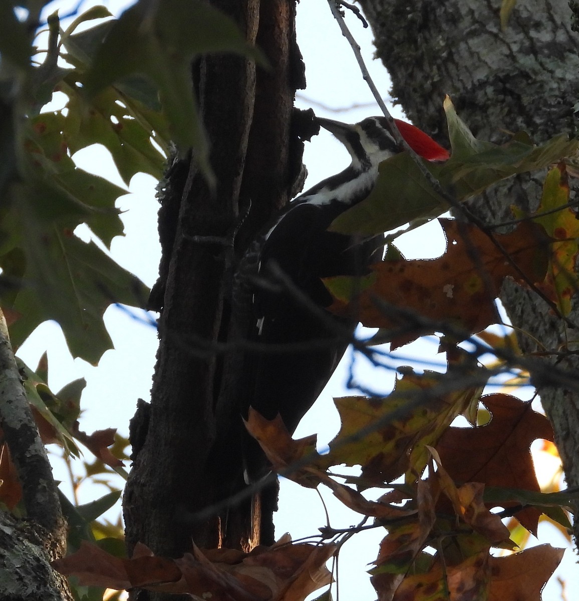 Pileated Woodpecker - ML645789298