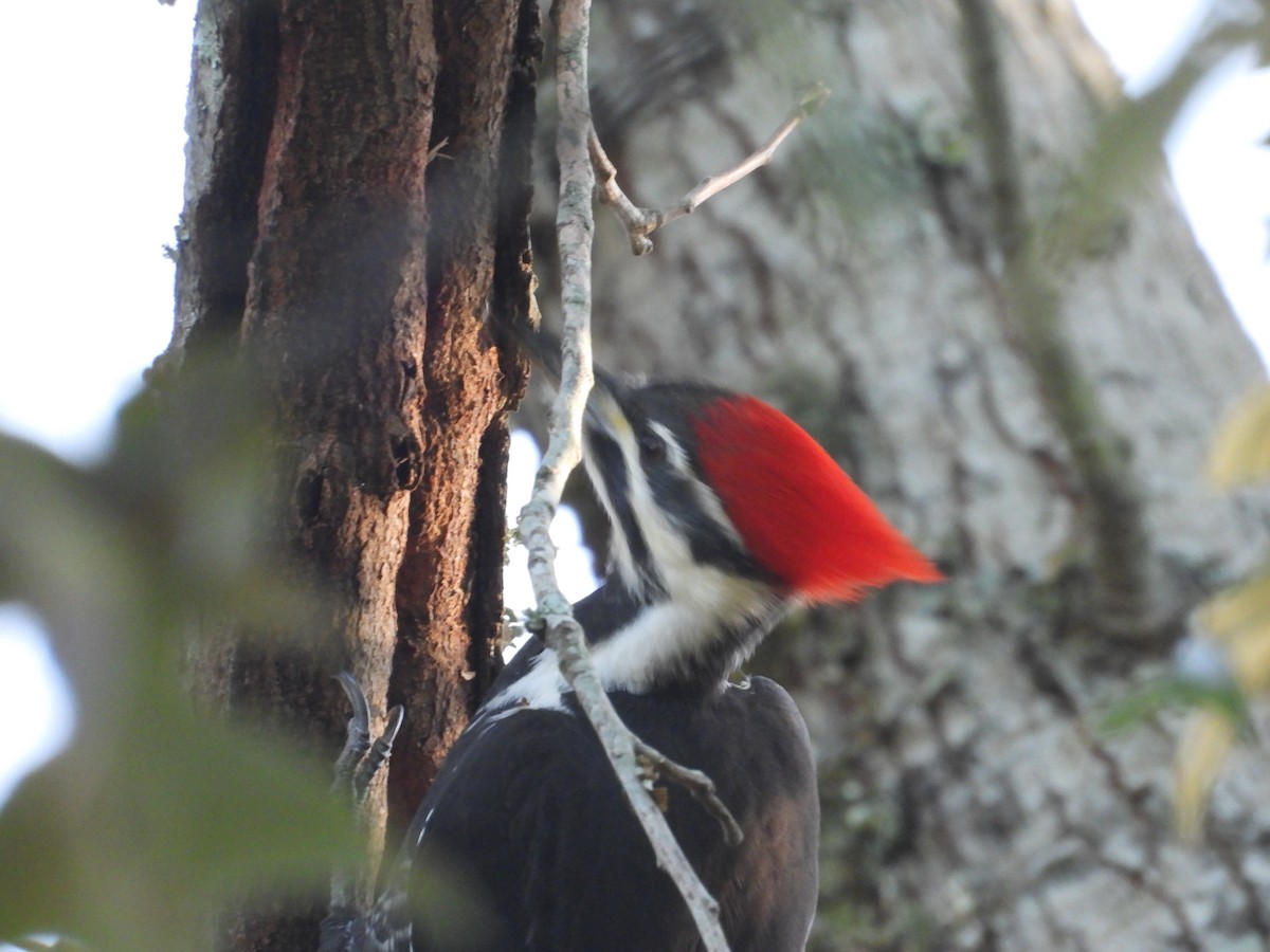 Pileated Woodpecker - ML645789299