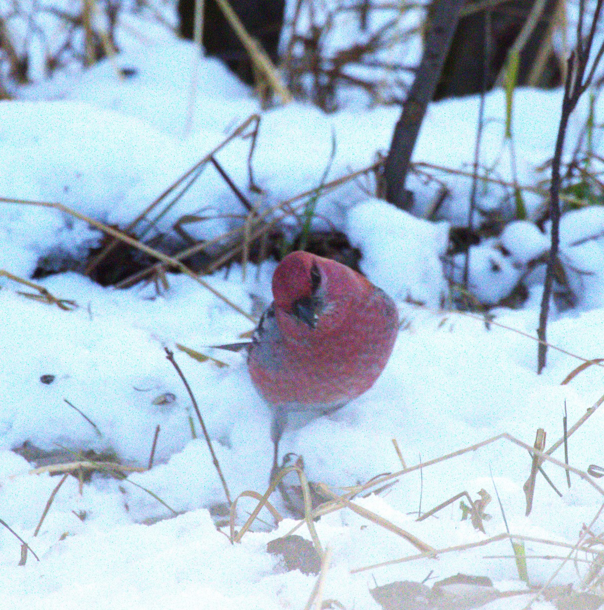 Pine Grosbeak - ML645789303