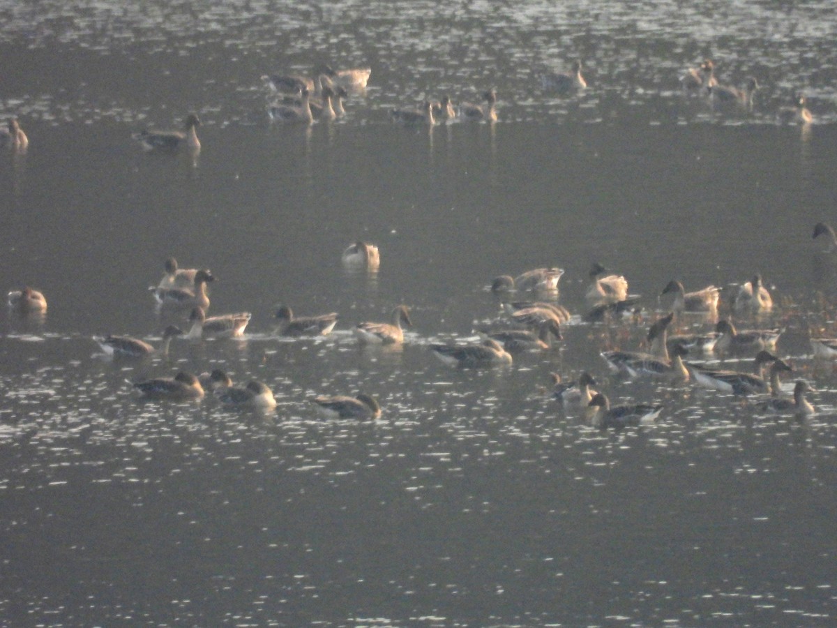 Tundra Bean-Goose - ML645789305