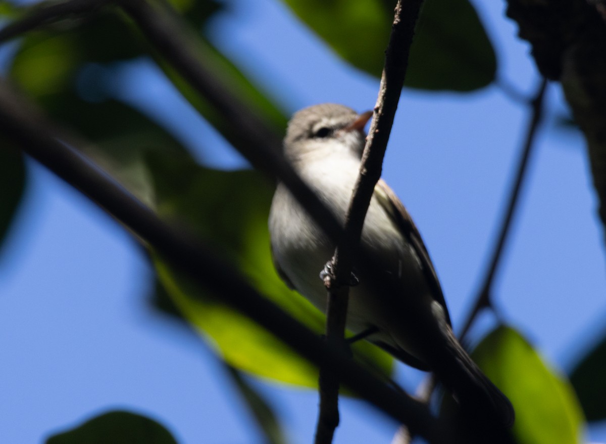 Northern Beardless-Tyrannulet - ML645789308