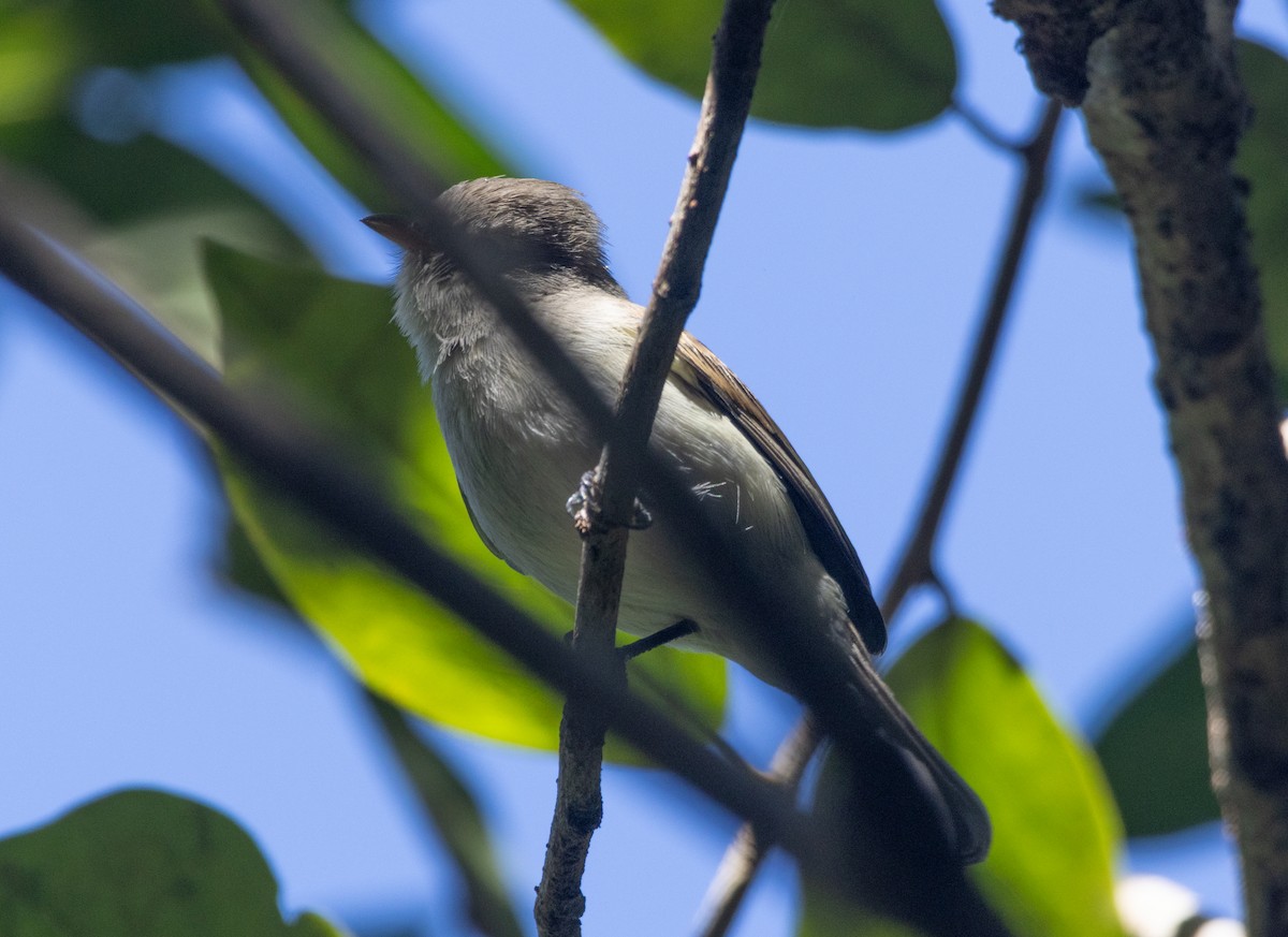 Northern Beardless-Tyrannulet - ML645789309