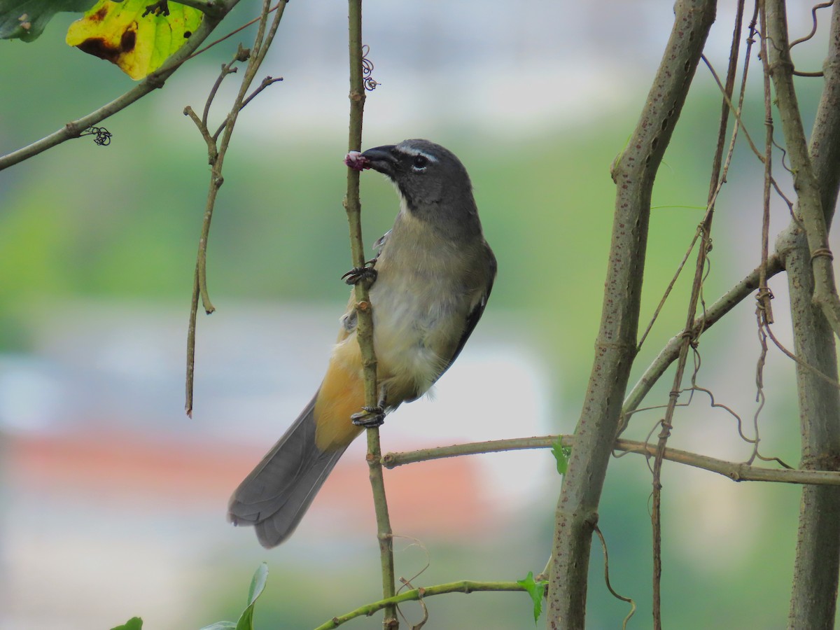 Olive-gray Saltator - ML645789312