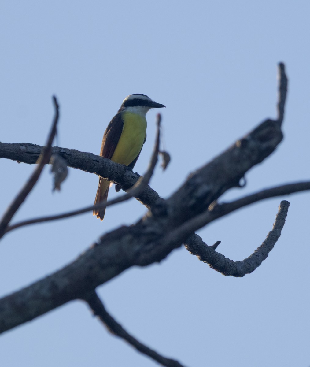 Great Kiskadee - ML645789316