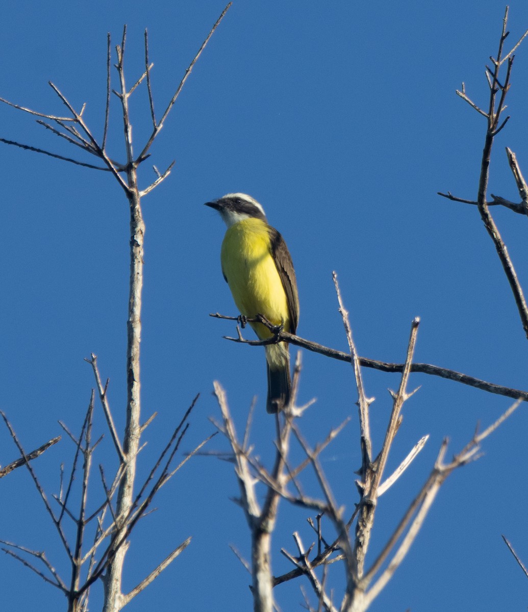 Social Flycatcher - ML645789322