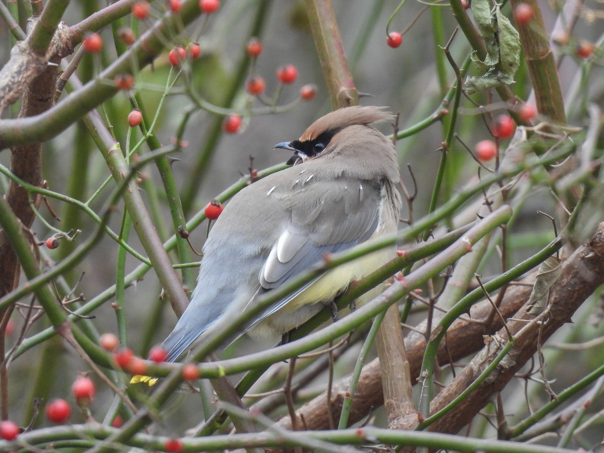 Cedar Waxwing - ML645789324