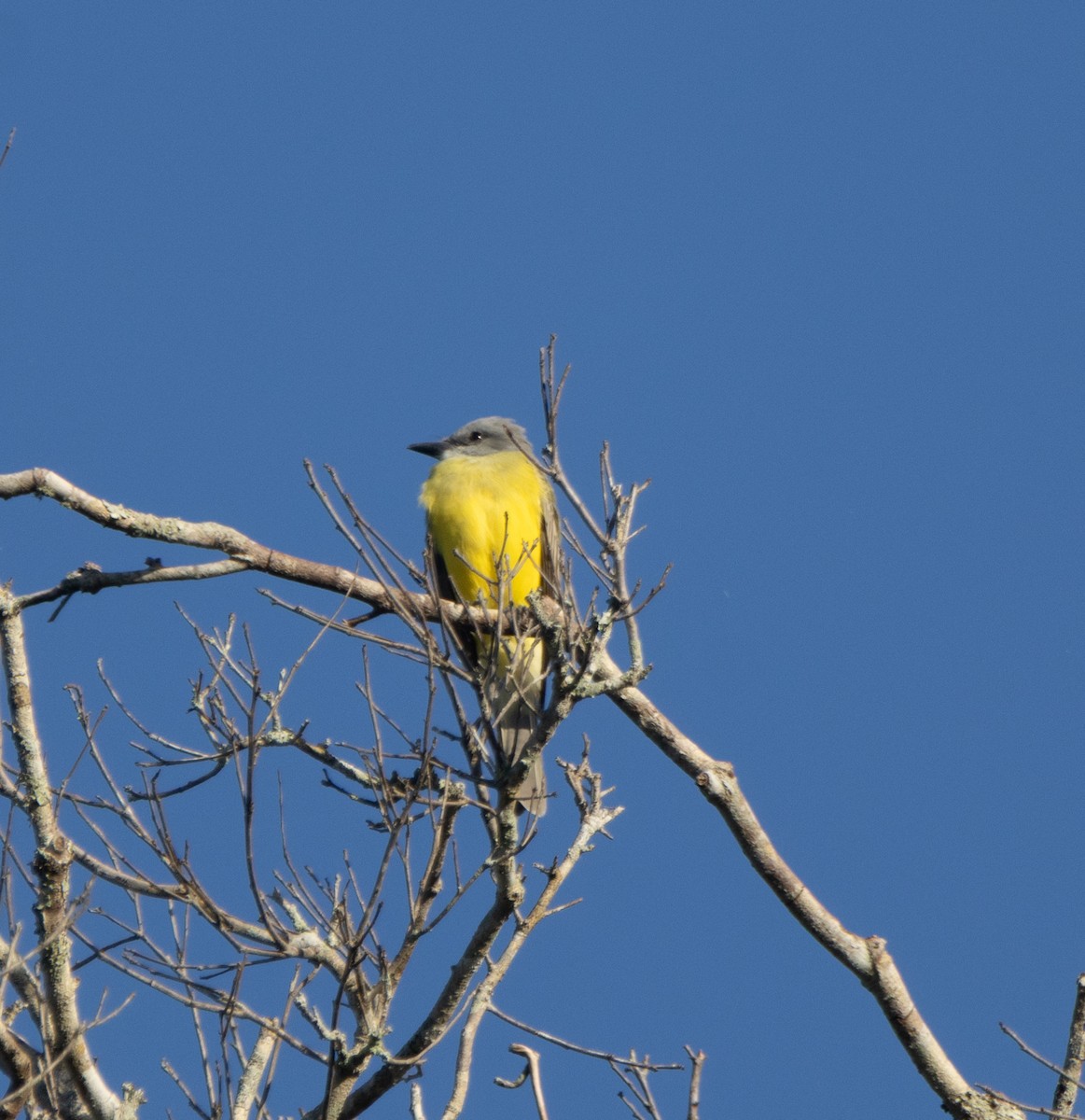 Tropical Kingbird - ML645789332