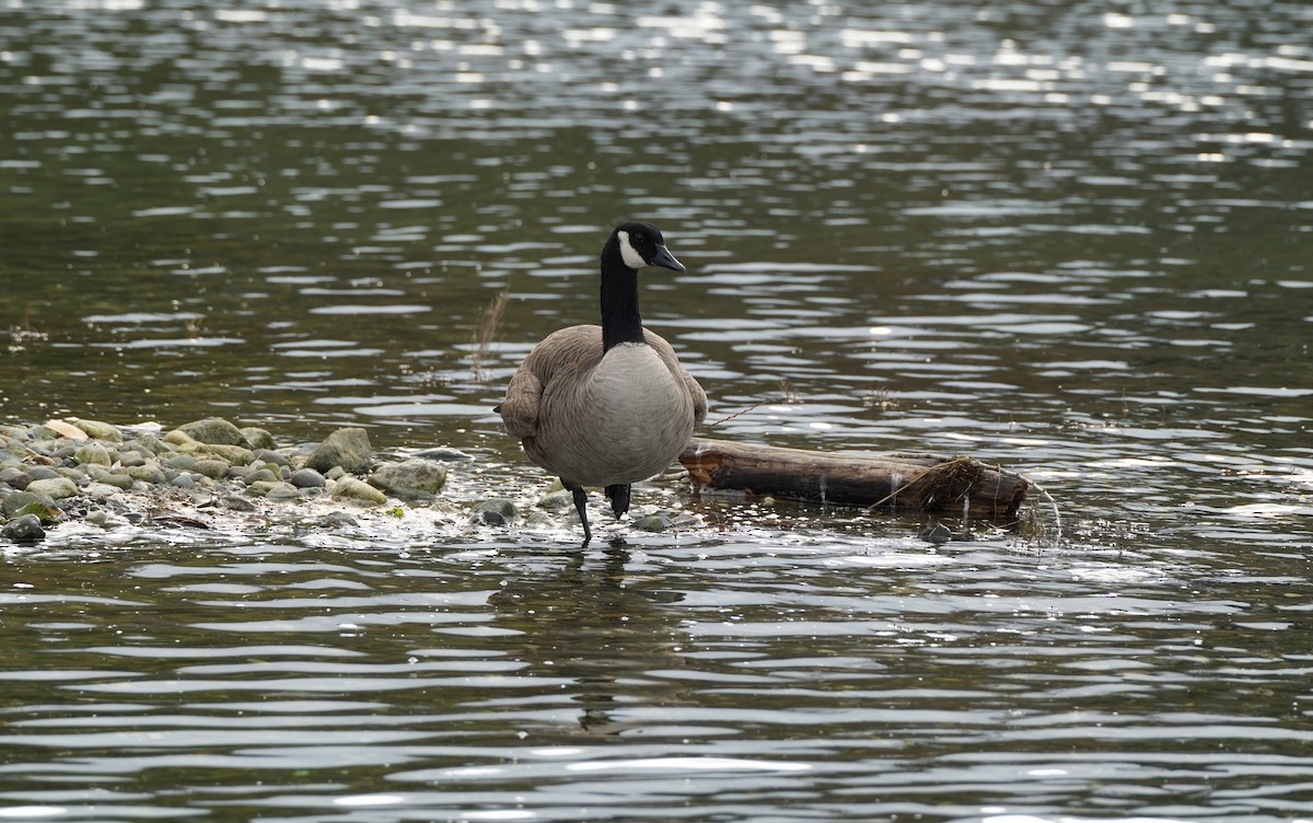 Canada Goose - ML645789333