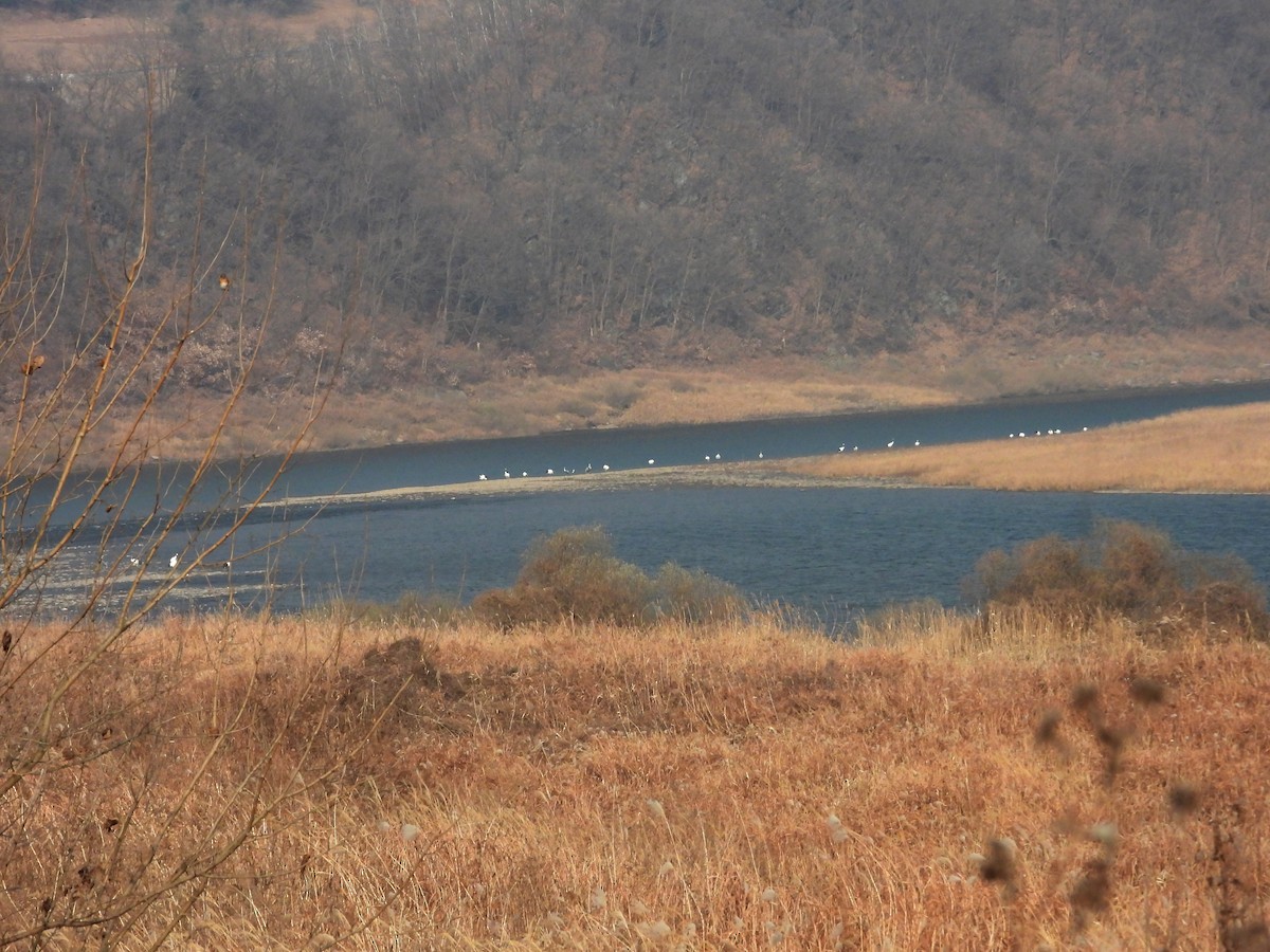 Red-crowned Crane - ML645789340