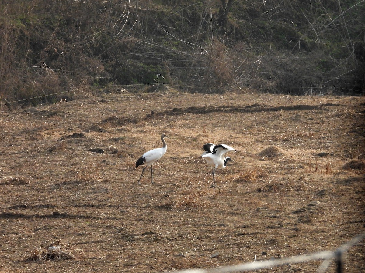 Red-crowned Crane - ML645789341