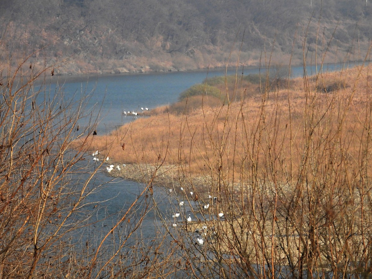Red-crowned Crane - ML645789342