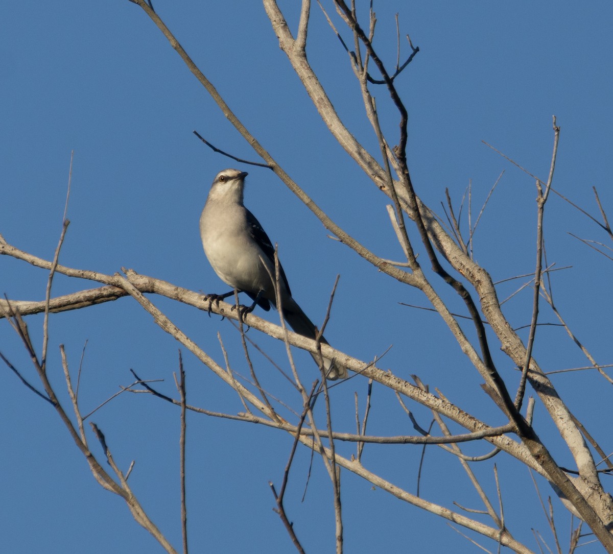 Tropical Mockingbird - ML645789348