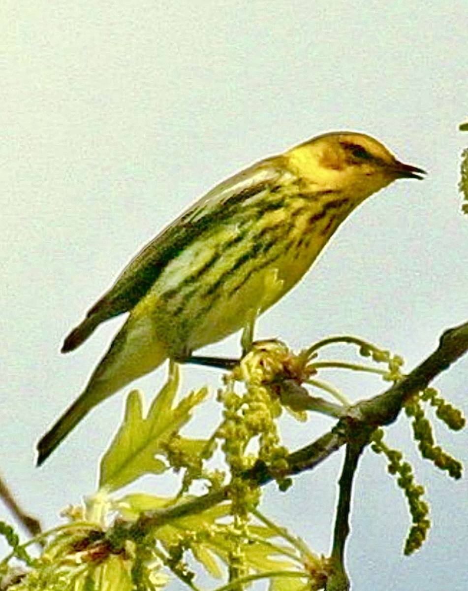 Cape May Warbler - ML645789349