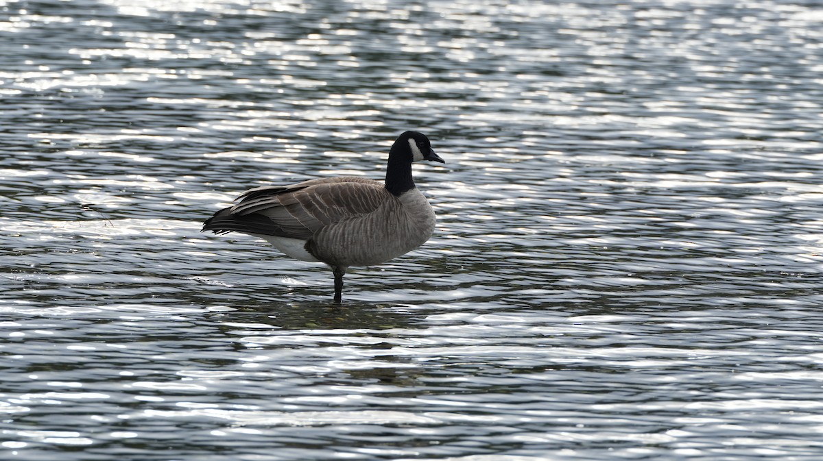 Canada Goose - ML645789351