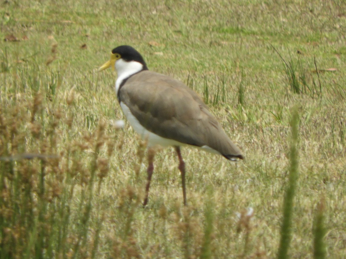 Hegabera maskaraduna - ML645789358