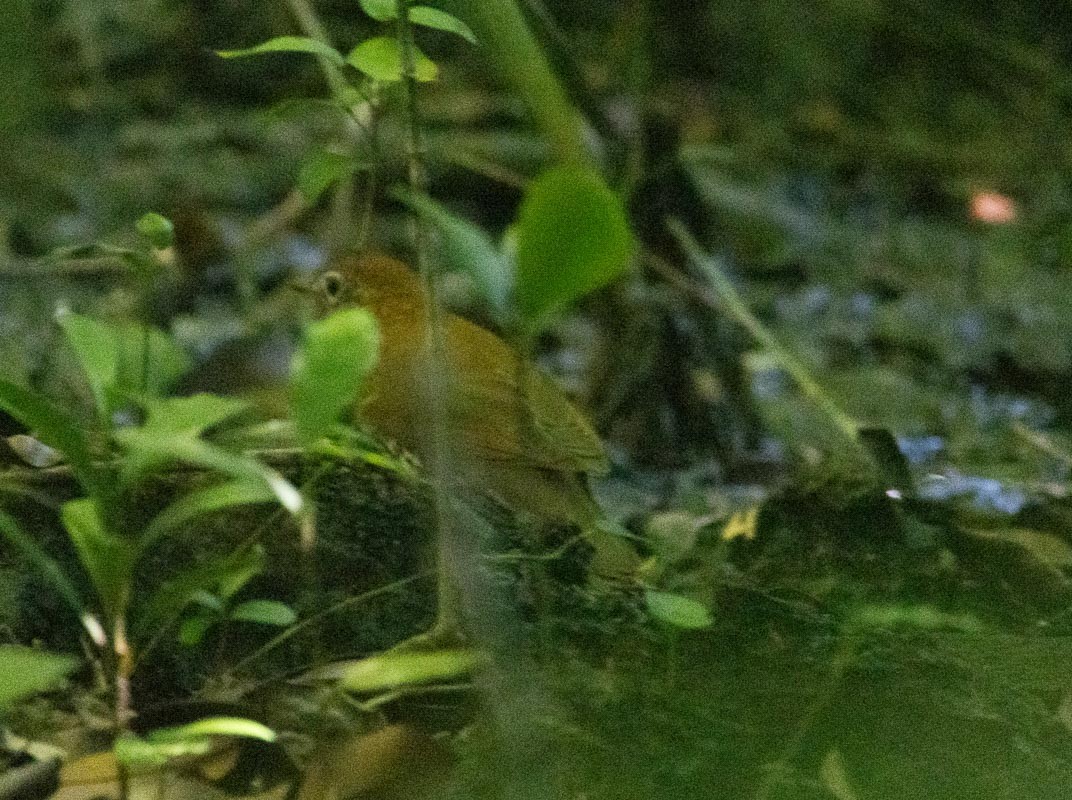 Wood Thrush - ML645789378