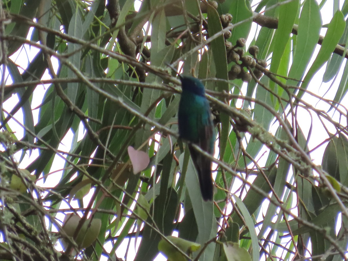 fiolørekolibri - ML645789388