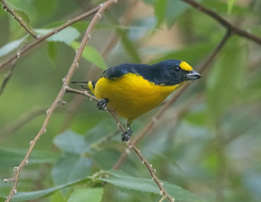 Yellow-throated Euphonia - ML645789400