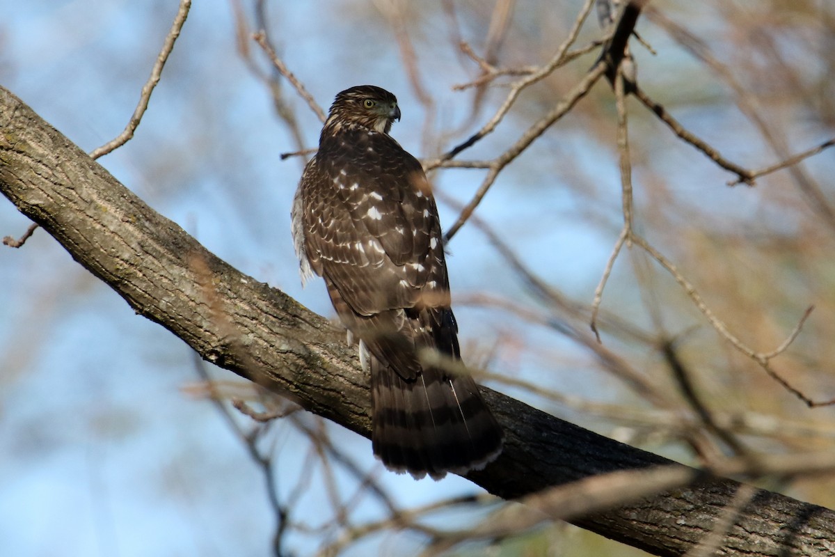 jestřáb americký - ML645789404