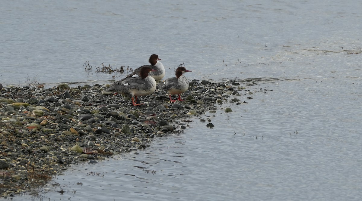Common Merganser - ML645789406