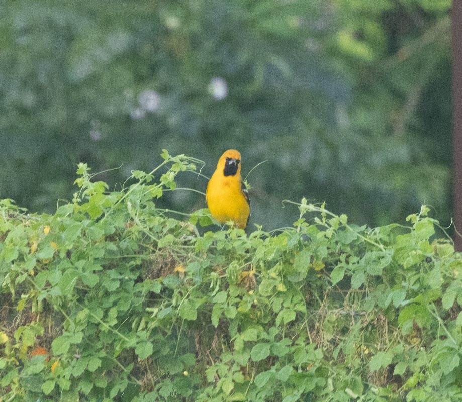 Hooded Oriole - ML645789408