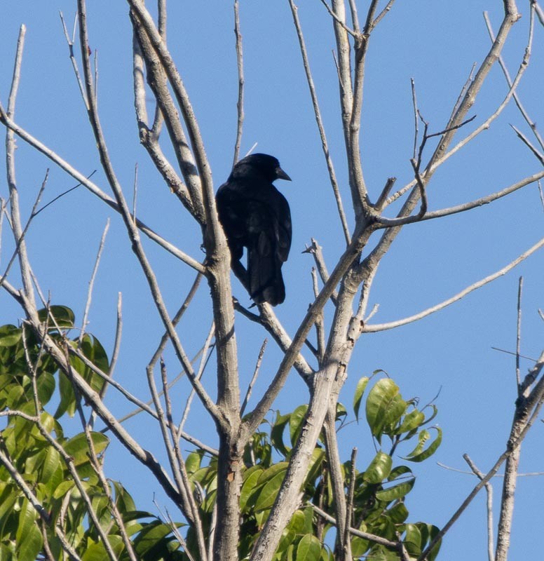 Melodious Blackbird - ML645789417