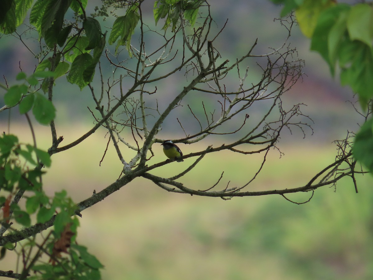 Sucrier à ventre jaune - ML645789427
