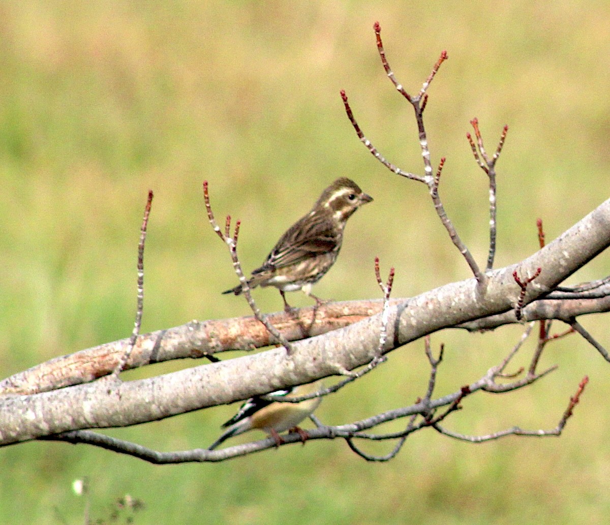 ムラサキマシコ - ML645789428