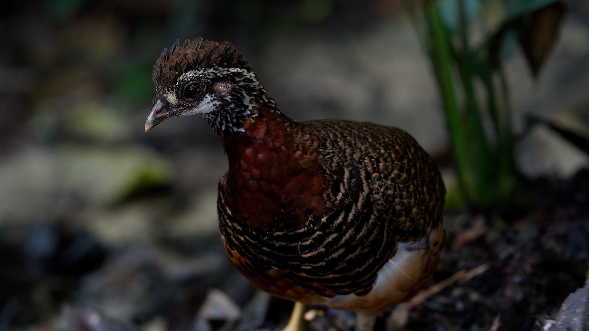 Sabah Partridge - ML645789432
